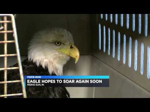 Eagle Rescue Eagle Rescue