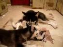 GHUWARA & 2 PUPPIES