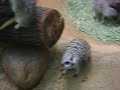 Meerkats Meerkats