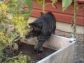 Our Cat