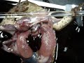 Nerve Physiology - heart w/o pericardial sac