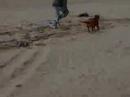 PITBULL TORITA ENTRENANDOSE