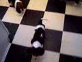 Basset Puppies 