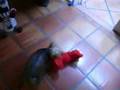 evrey one loves elmo