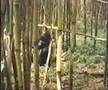 Berg-Gorillas ... eigentlich friedlich (RUANDA 1992)