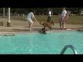 videos de Canine Pool Day