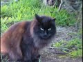 funny cat vomit and slow motion funny cat vomit and slow motion