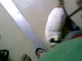 videos de pusa sa vinyl