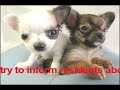 Dangerous Dogs