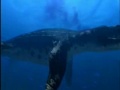 Walking With Dinosaurs: Liopleurodon