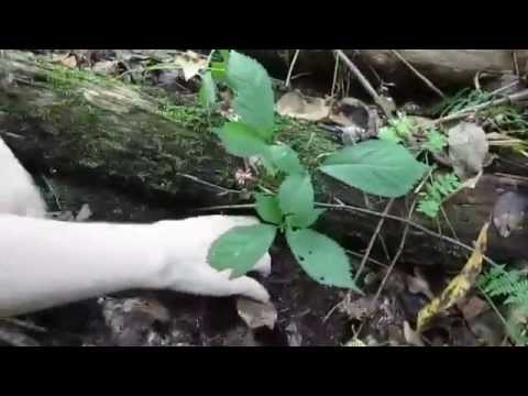how to harvest american ginseng