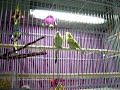 Talkative Parakeets