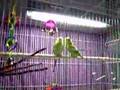 Talkative Parakeets