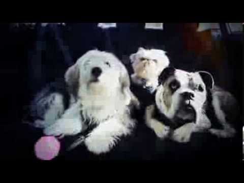 Subaru and Animal Planet present: “The Journey to Puppy Bowl X” Part 2 Subaru and Animal Planet present: “The Journey to Puppy Bowl X” Part 2