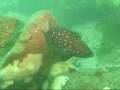 Beach 8th Street Grouper Fish