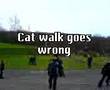 cat walk falls