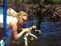 Swimming Sloth Swimming Sloth