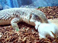 Savanna moniter Lizard eating Rat