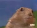 Oscar for Prairie Dog as Dramatic Chipmunk
