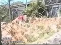 ataque a cuidador de leones     impresionante