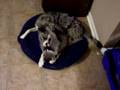 raccoon rodeo