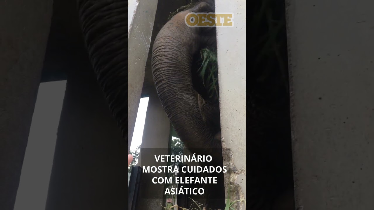 Veterinário Mostra Cuidados Com Elefante Asiático