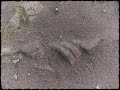 Malicorne - \"La conduite\" Malicorne - \"La conduite\"