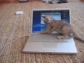 Cat Toy´s  :D