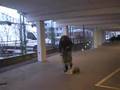 Obedience practice with Mikkel (4 months)
