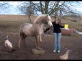 Circus poowniej Bo