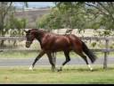Furst Tyme (Imp.) ~ Hanoverian Stallion