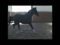videos de Furst Tyme (Imp.) ~ Hanoverian Stallion