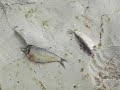 June Grass and Dead Fish at Okaloosa Island June Grass and Dead Fish at Okaloosa Island