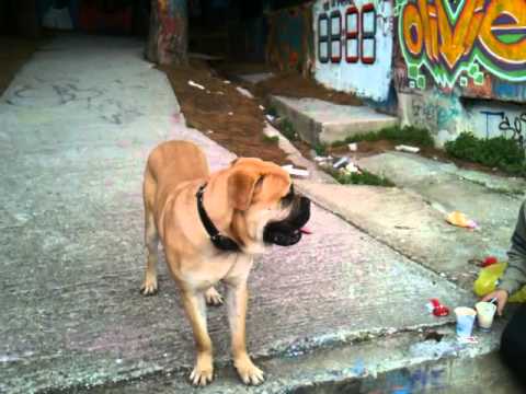 bull mastif