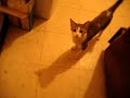 Funny Cat\ Funny Cat\