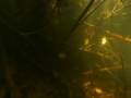 BBC Amazon Abyss Altum Angelfish