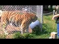 Rajaji plays with his ball