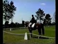 Sassy - American Warmblood Dressage Horse -Second Level