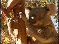Koala Research Contraceptive Program