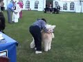Poodles at Crufts 2005
