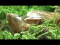 Four eyed turtle hatches