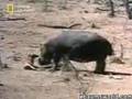 Hippo Saves Impala