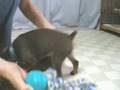 ミニチュアピンシャーの子犬4