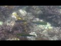 08-06-25 ヒリゾ浜 日帰りソロツー