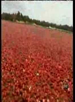 Cranberry Harvest