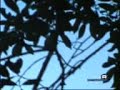 borbonica sotterranea
