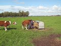 Grappig kalf