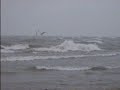 Ducks in the Surf.