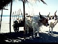 El salvador su gente, mi gente - Asi Semos.wmv