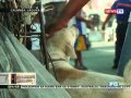 OC: 2 aso, ginagawang kabayo? (via youscoop)